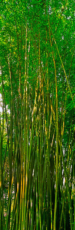 191 Bamboo, Series 3 by Steve Vaughn
