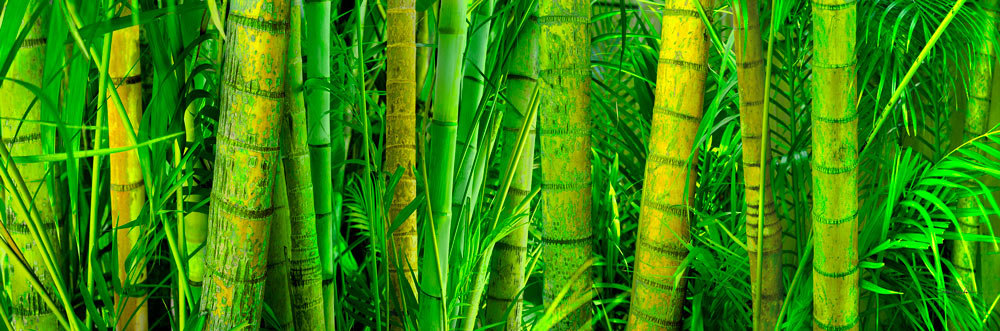 092 Palm Paradise by Steve Vaughn