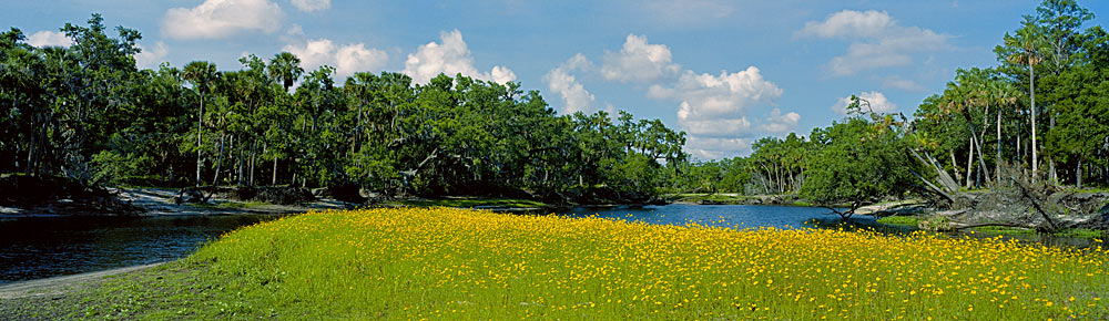 131 Econlockhatchee River in Bloom by Steve Vaughn