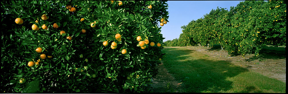 139 Oranges by Steve Vaughn