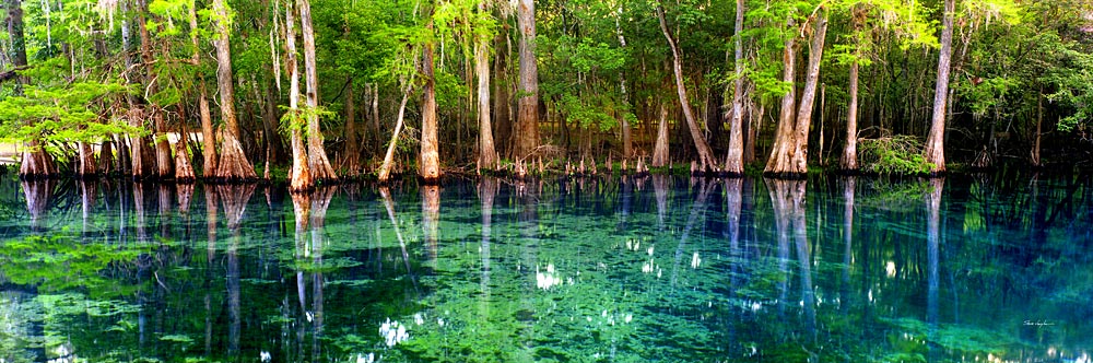 15 Manatee Springs by Steve Vaughn