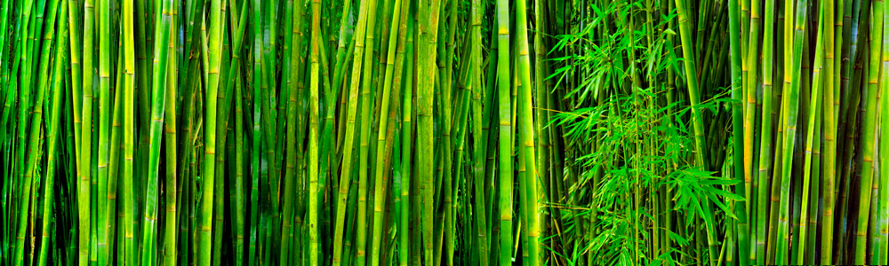 189a Bamboo 1 by Steve Vaughn