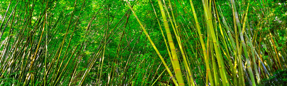 190a Bamboo 2 by Steve Vaughn