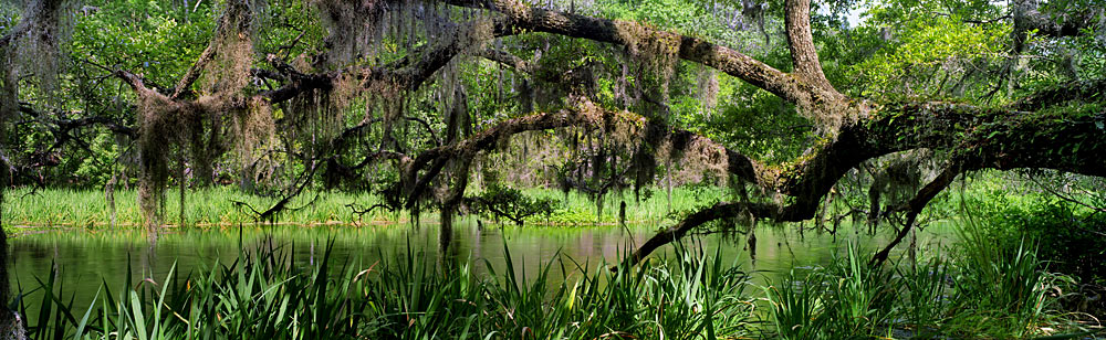 20 Along the Ichetuckee River by Steve Vaughn