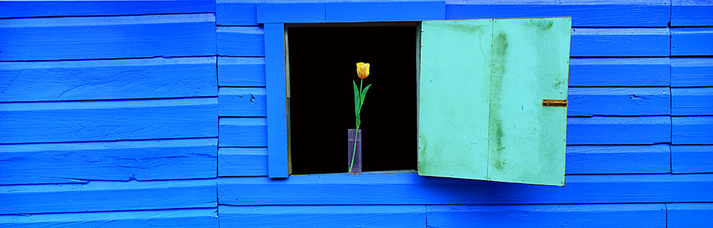 21 Flower / Window by Steve Vaughn