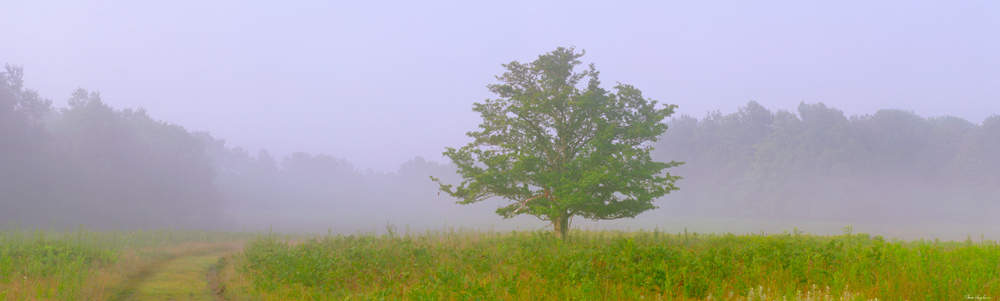 355 Down the Road Past the Tree by Steve Vaughn