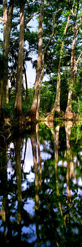 39 Cypress Reflections by Steve Vaughn