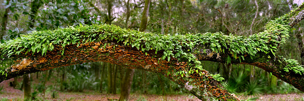 4 Resurrection Fern by Steve Vaughn