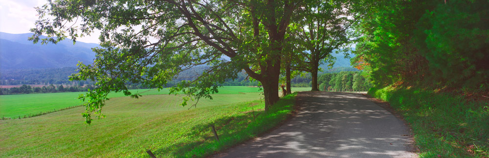 403 Cade's Cove Shade by Steve Vaughn