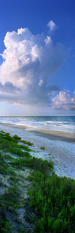 447 Canaveral Seashore by Steve Vaughn