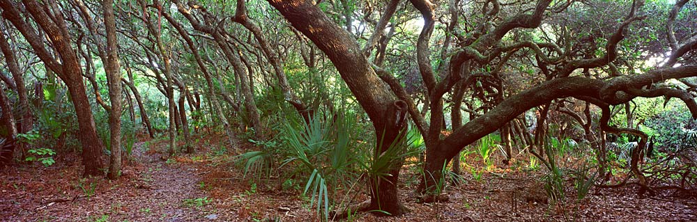 528 Coastal Hardwood Hammock by Steve Vaughn