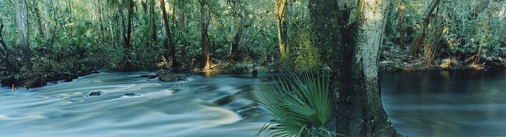 615 Florida Waters by Steve Vaughn