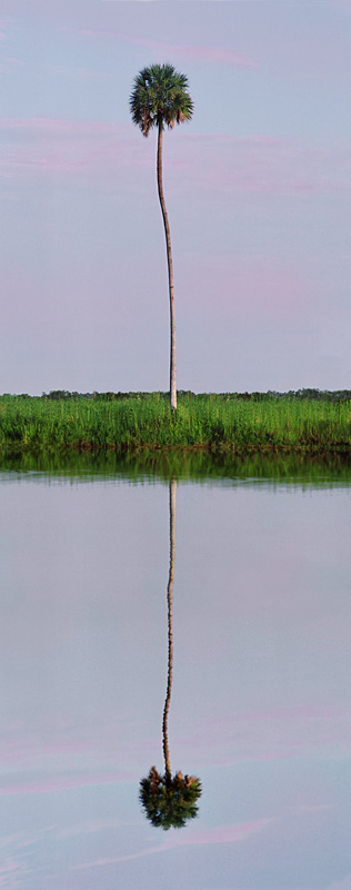 617 Florida Sabal Palm by Steve Vaughn