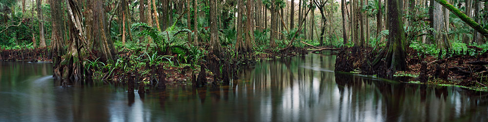 686 Loxahatchee River 2 by Steve Vaughn