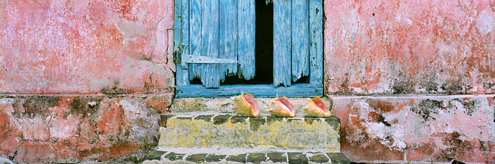 71 Conch and Blue by Steve Vaughn