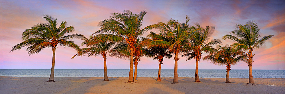 78 Nine Palms by Steve Vaughn