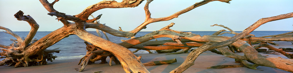 853 Driftwood by Steve Vaughn