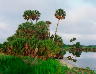 856A St. Johns River by Steve Vaughn