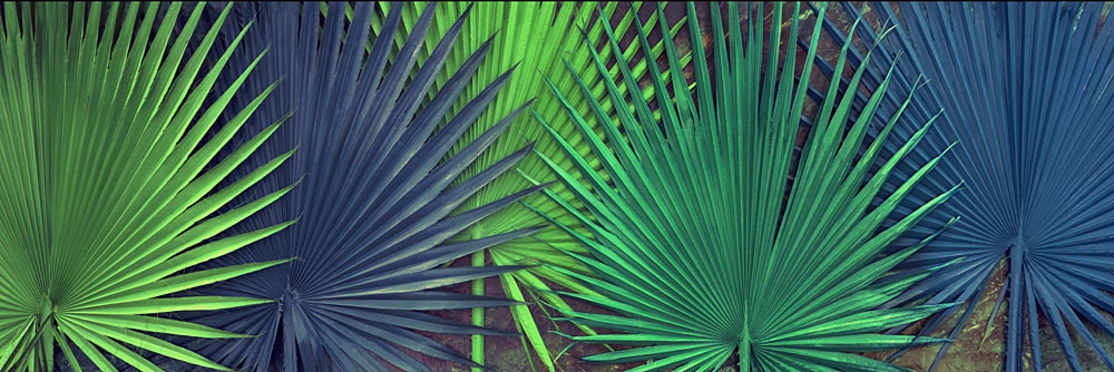 876 Florida Tropic by Steve Vaughn
