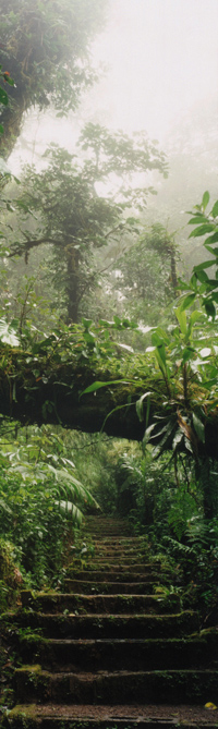 904 Costa Rica Rain Forest by Steve Vaughn