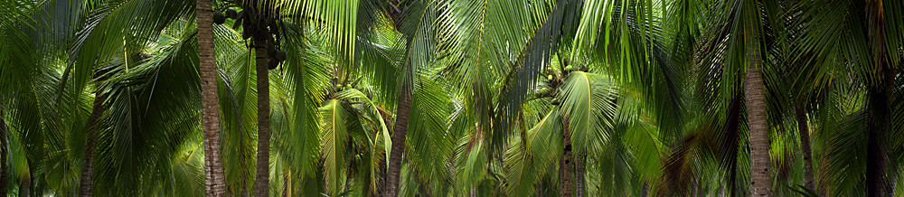 509 Coconuts by Steve Vaughn