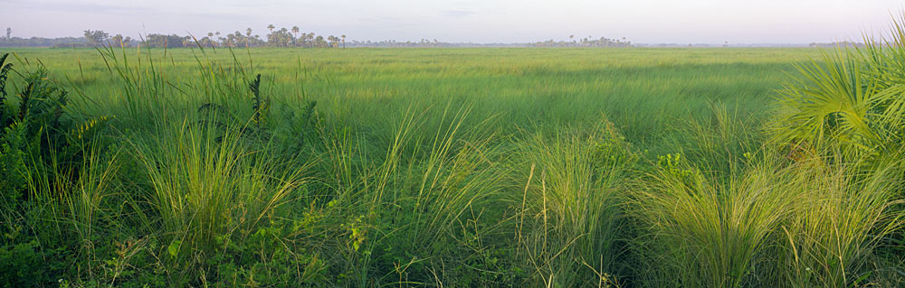 955 Florida Everglades by Steve Vaughn