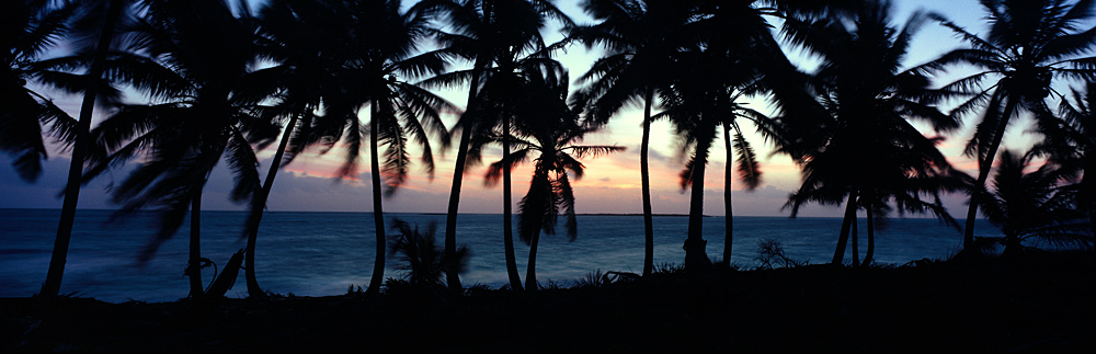 987 Dancing Palms by Steve Vaughn