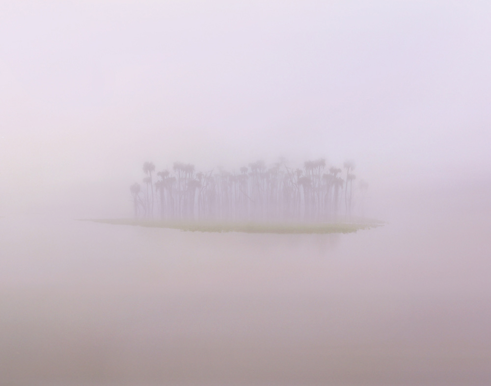 s101 Florida Fog by Steve Vaughn