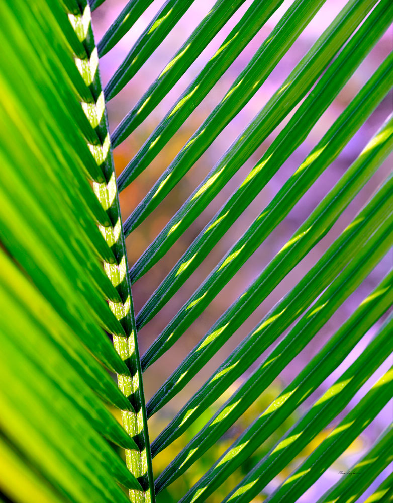 s114 Areca Palm by Steve Vaughn