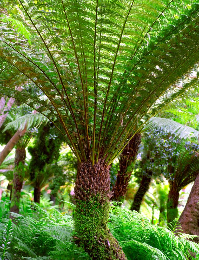 S116 Tree Fern by Steve Vaughn