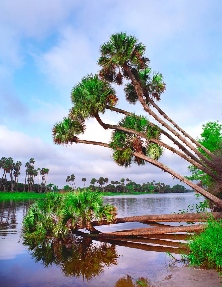 s119 St. John's River (2) by Steve Vaughn